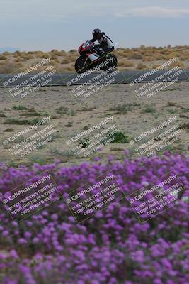 media/Jan-14-2023-SoCal Trackdays (Sat) [[497694156f]]/Turn 14 Exit Bloomig (145pm)/